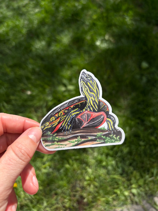 Western painted turtle sticker