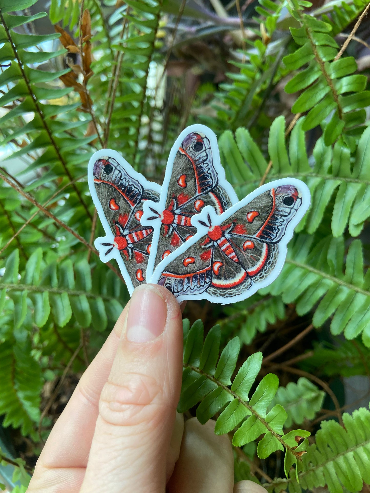 Crecopia moth sticker