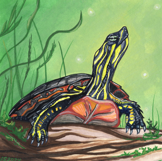 Painted Turtle 2 | Prints