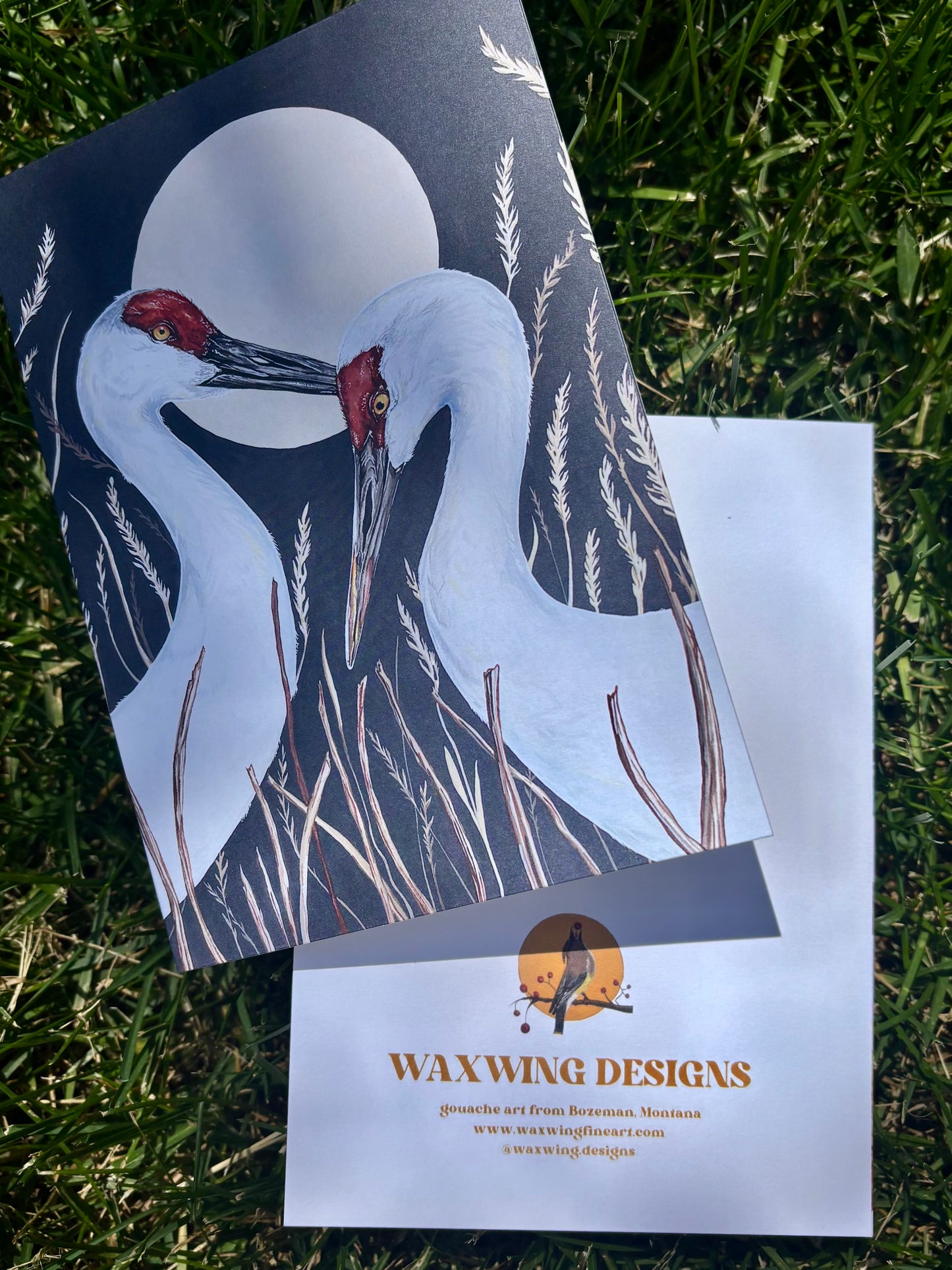 Sandhill Cranes Card