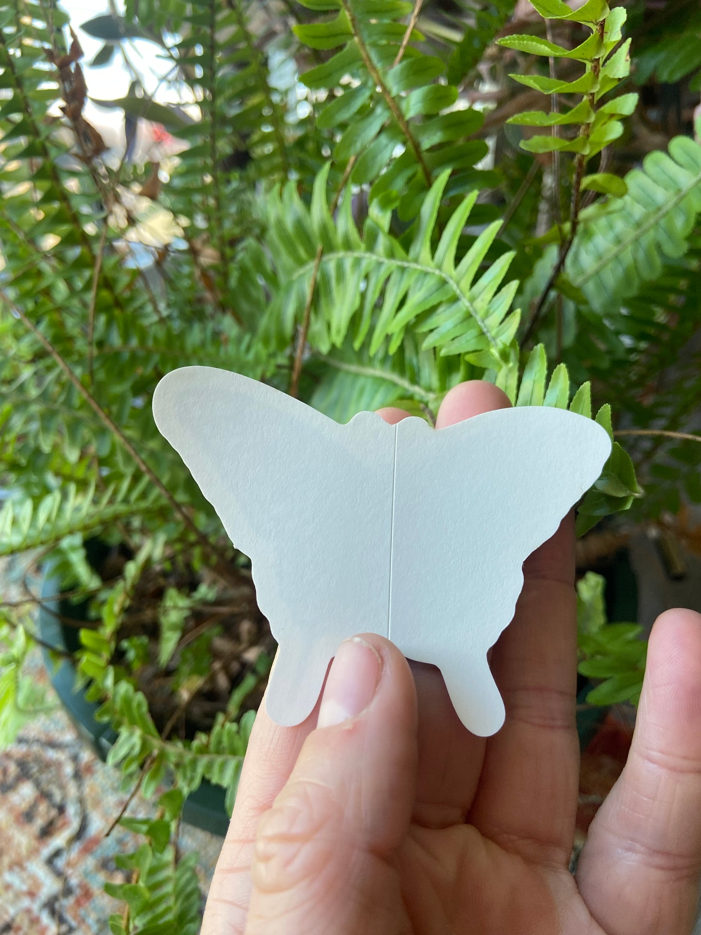 Black Swallowtail Butterfly sticker