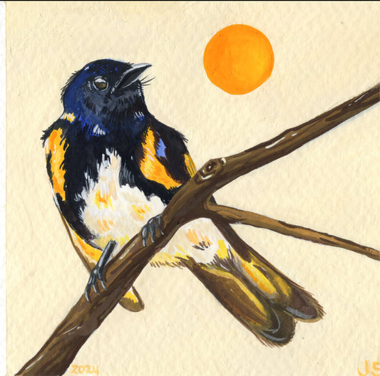 American Redstart | Original Painting