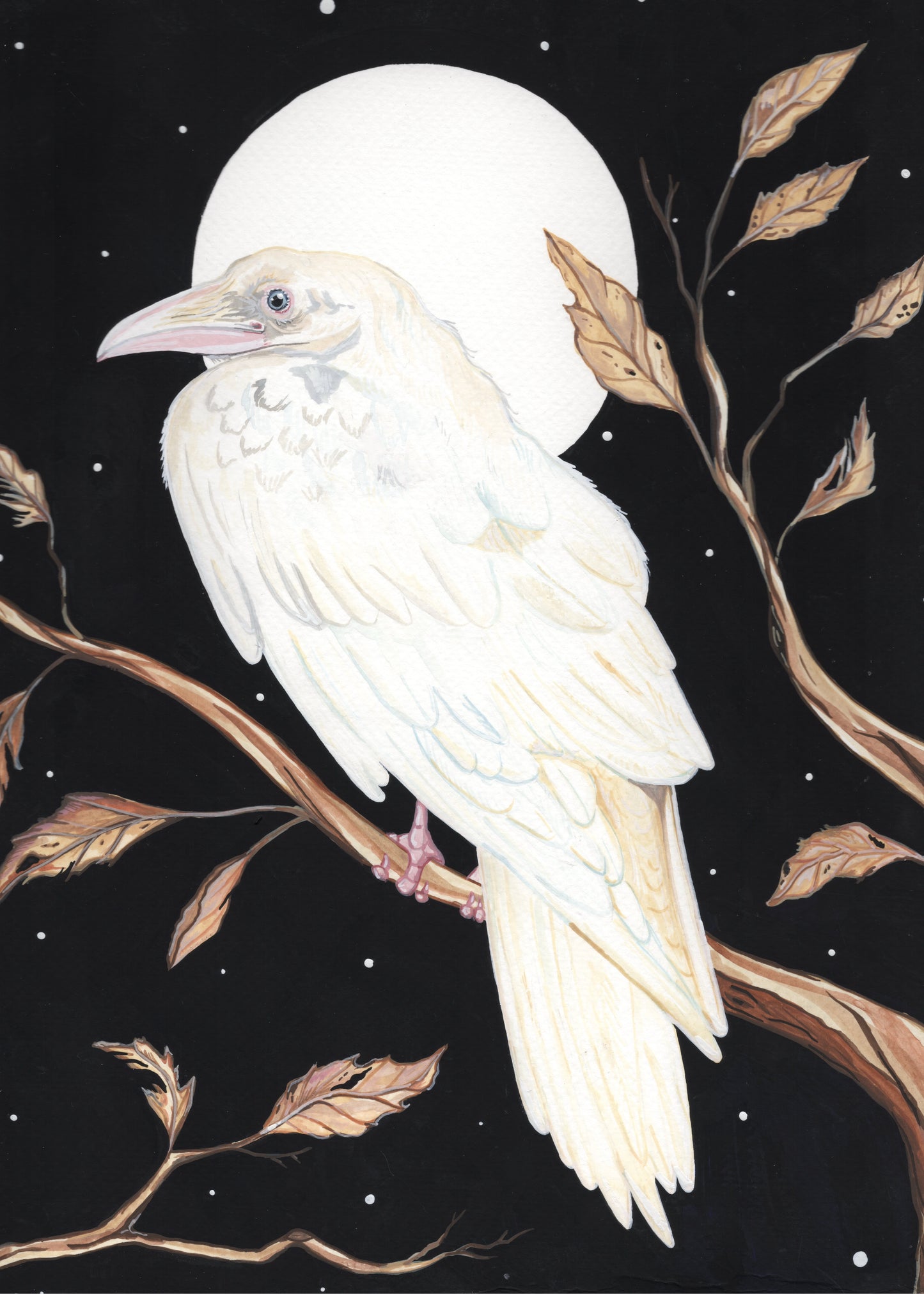 White Raven | Prints
