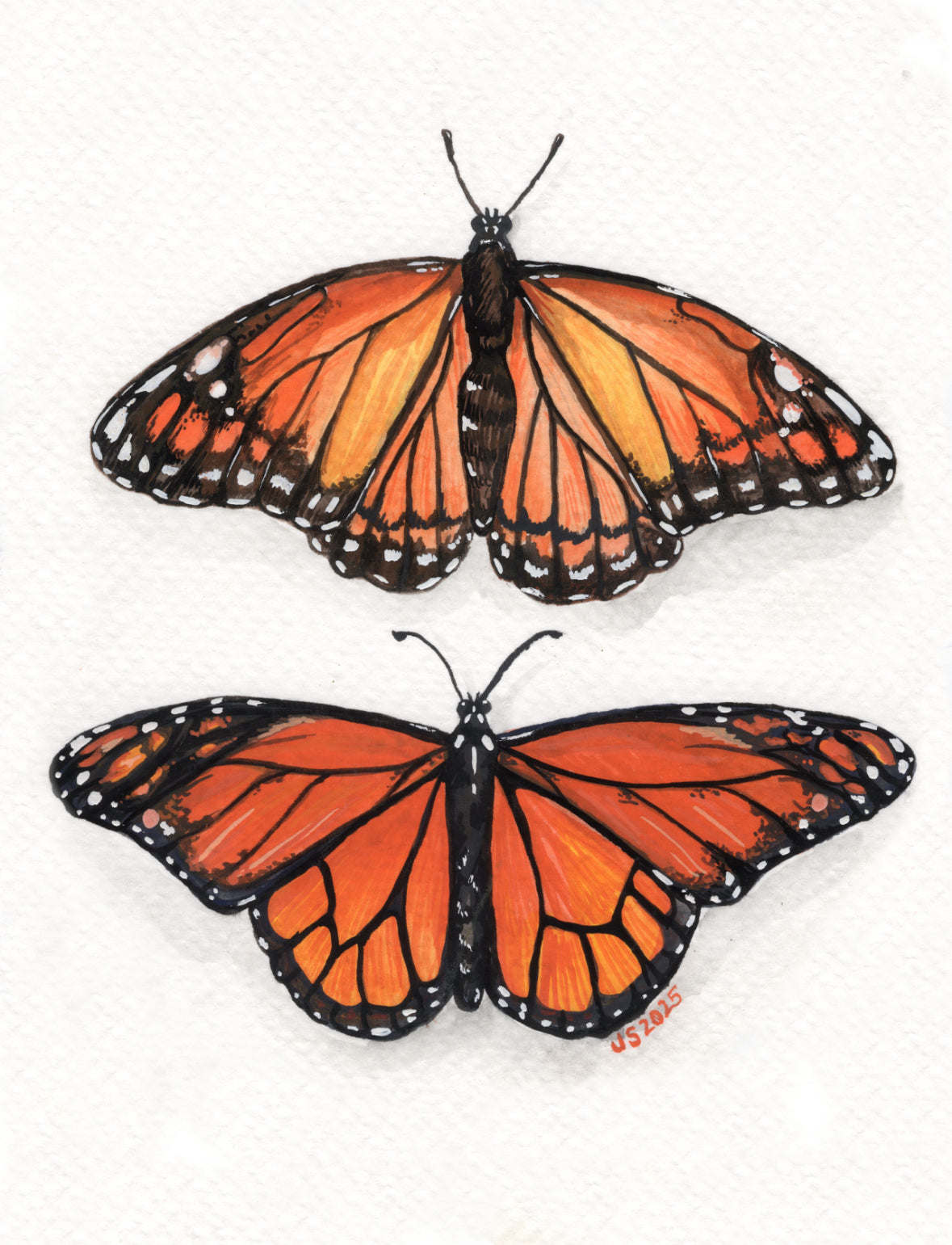 Monarch & Viceroy Card