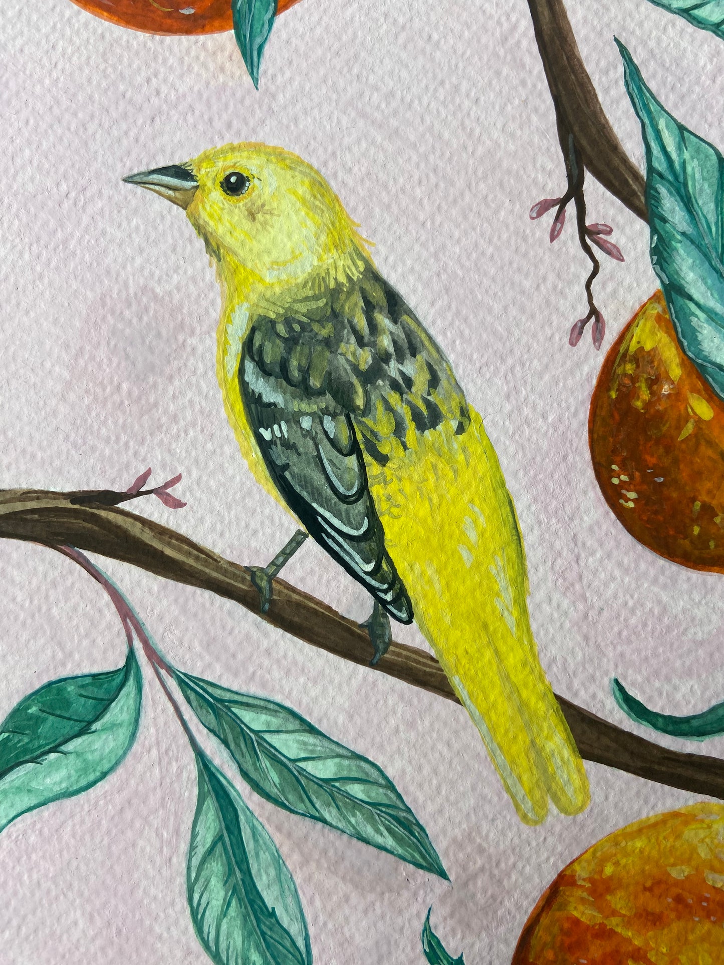 Western Tangerines | Original Painting