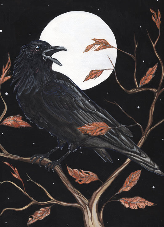 Midnight Raven | Prints
