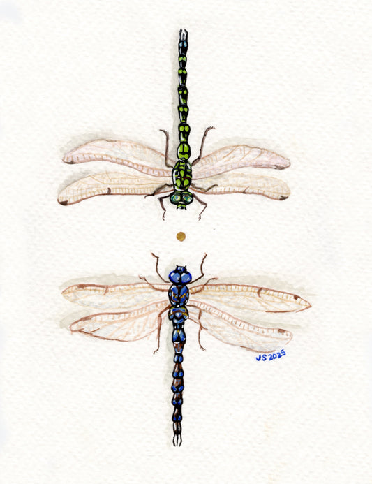 Dragonflies | Original Painting