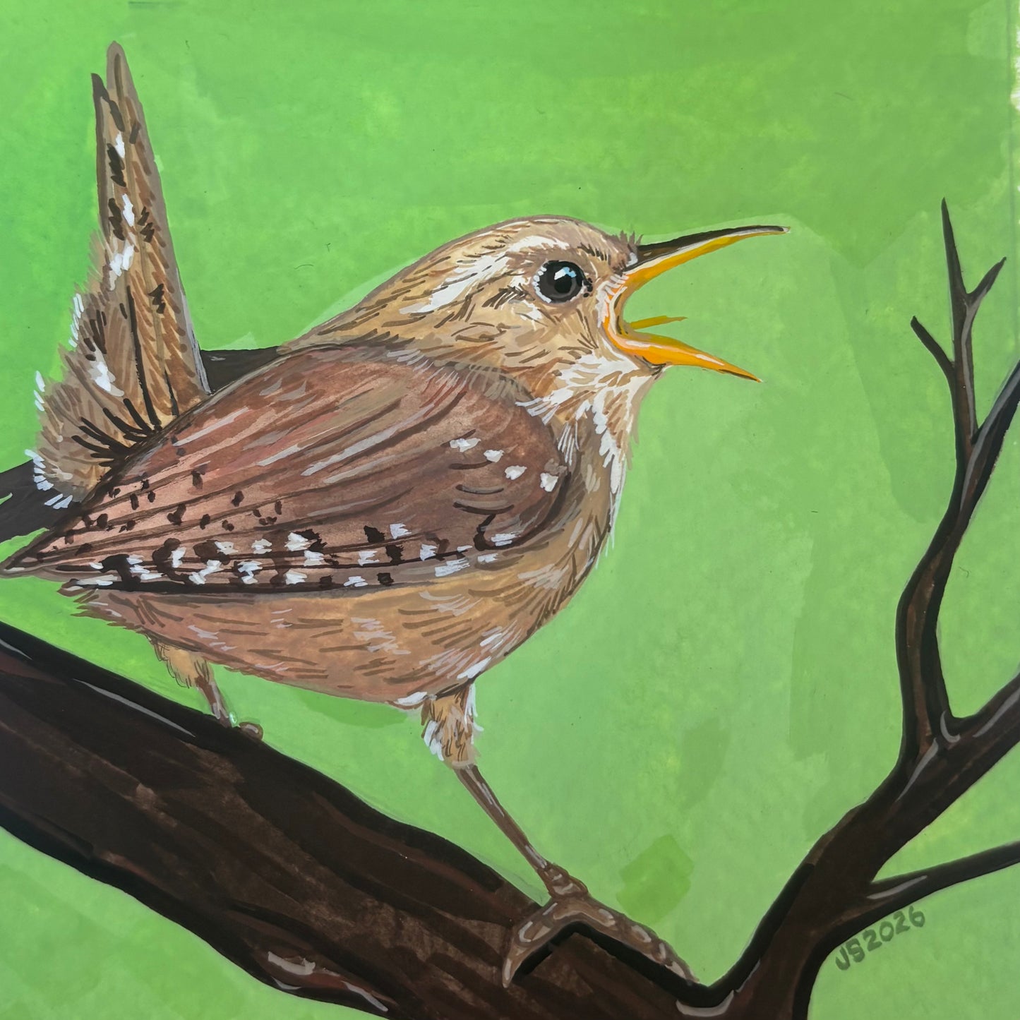 Carolina Wren | Original Painting