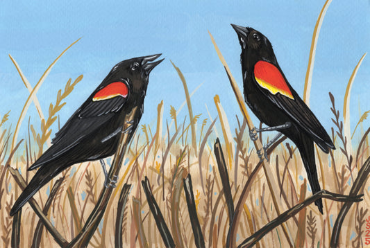 Red-Winged Blackbirds Card
