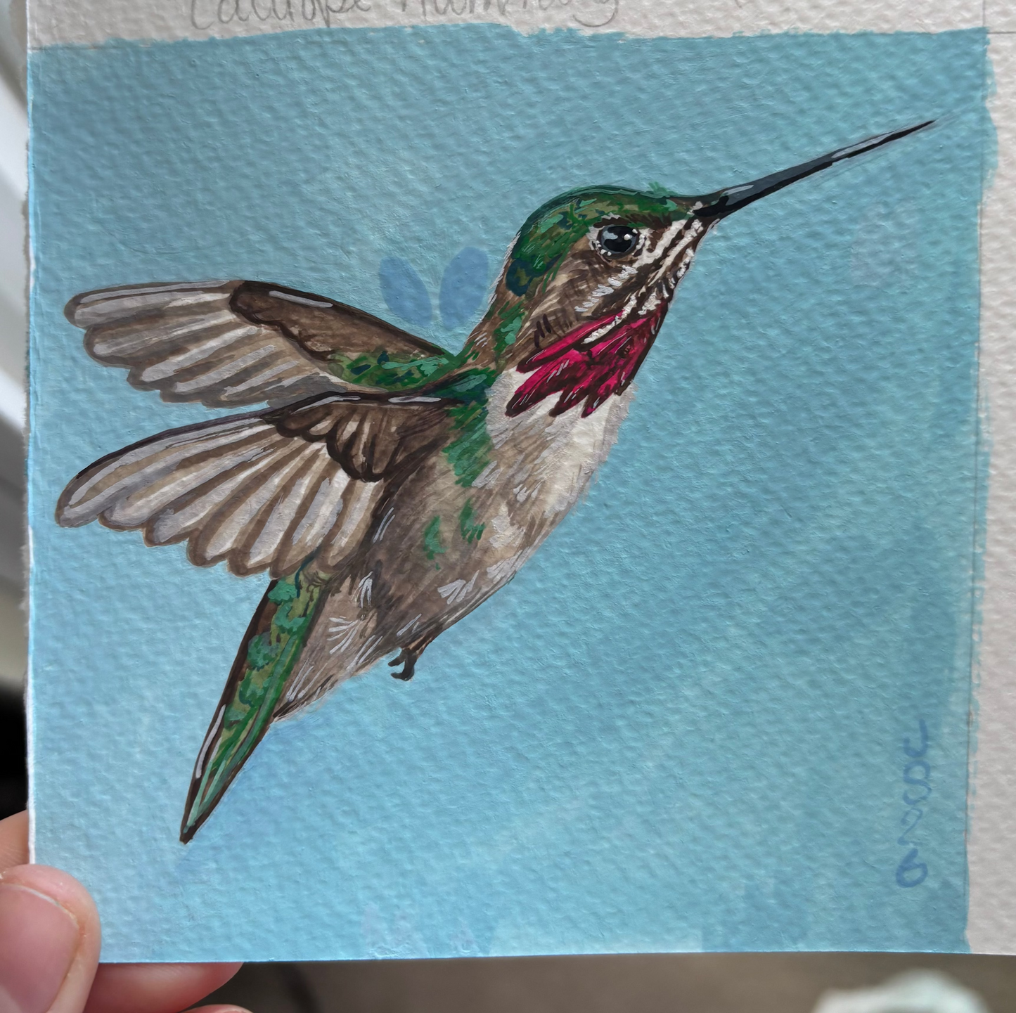 Calliope Hummingbird | Original Painting