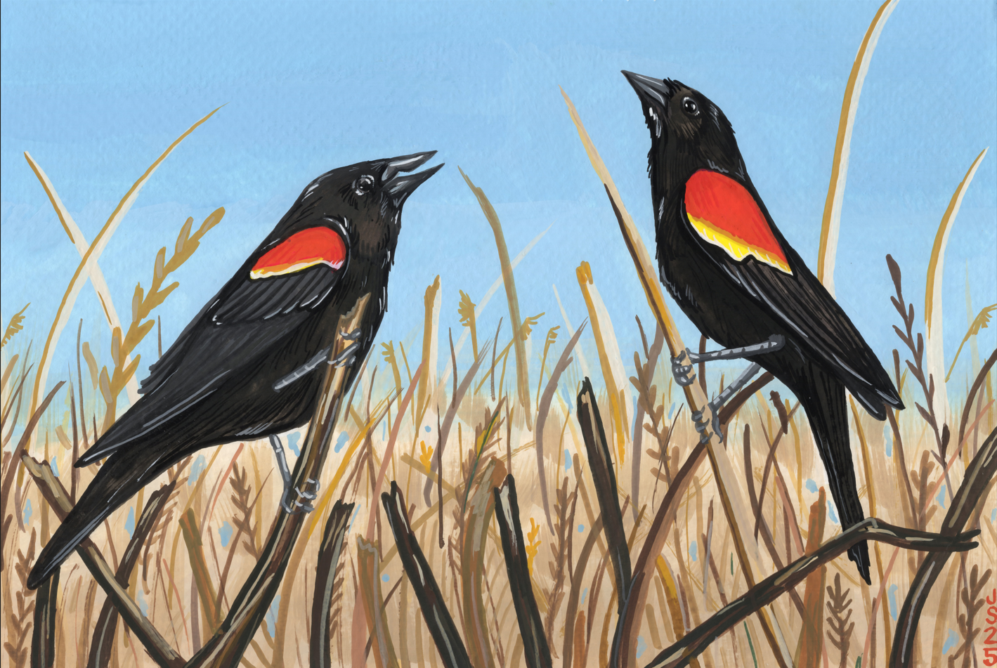 Red-Wing Blackbirds | Original painting