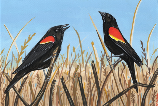 Red-Wing Blackbirds | Original painting
