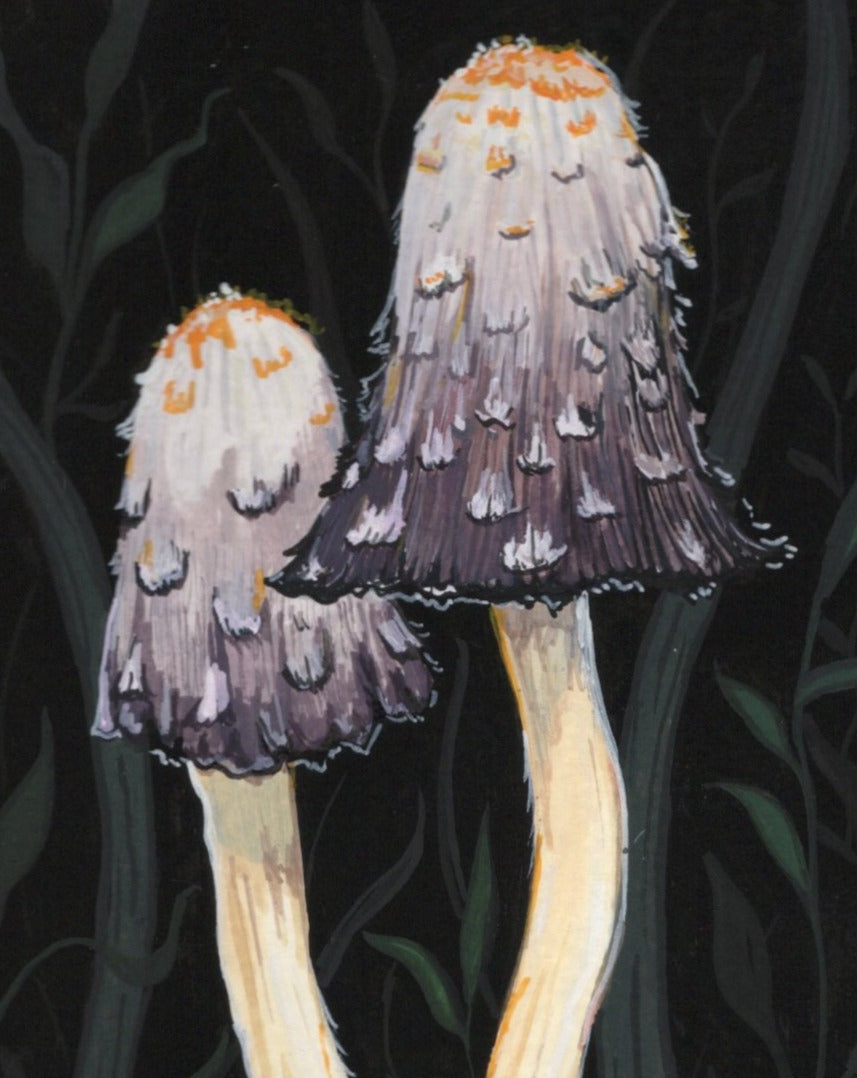 Shaggy Mane | Original painting