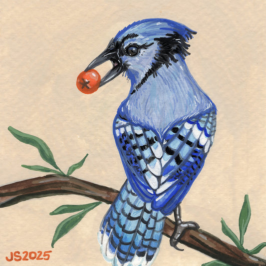 Blue Jay | Original Painting