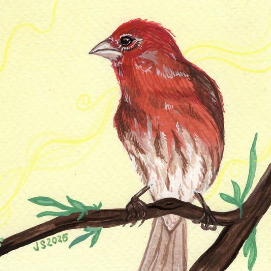House Finch | Original Painting