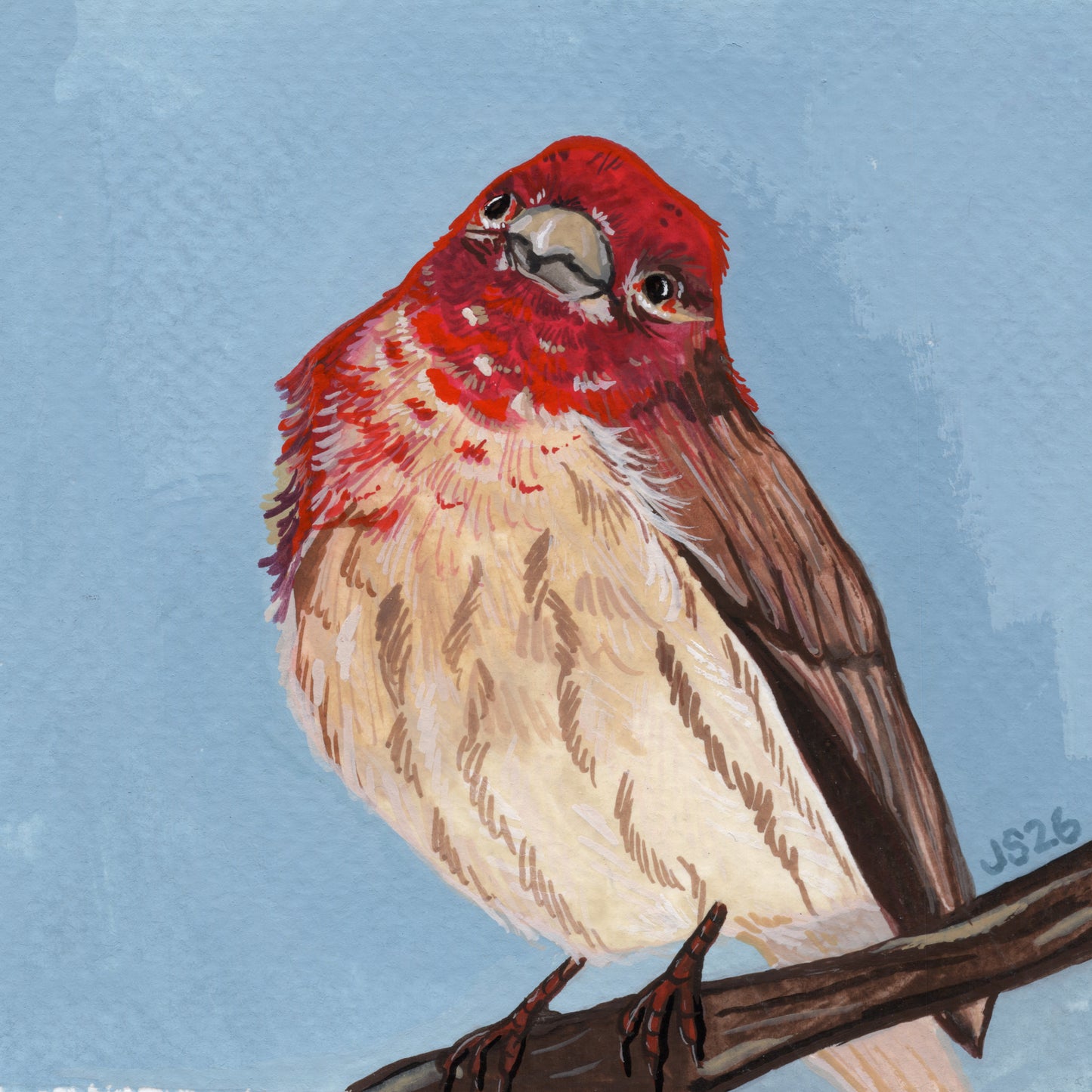 House Finch | Original Painting