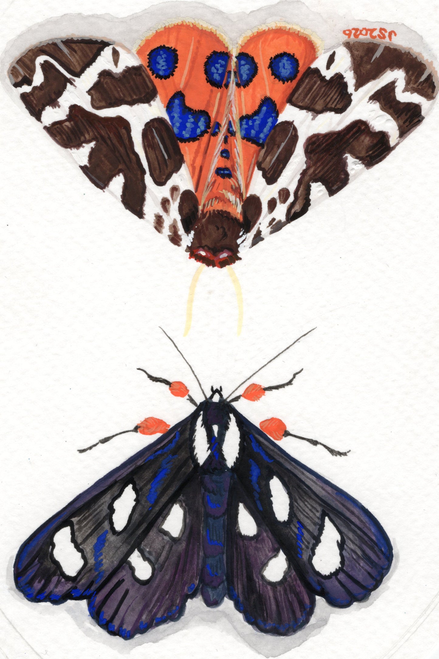 Forester and Garden Tiger Moths | Original painting (Copy)