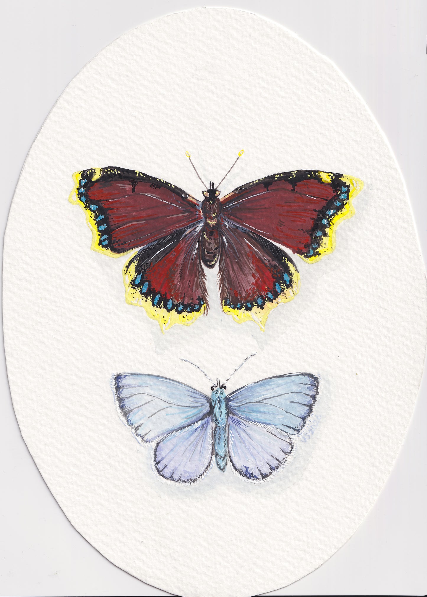 Mourning Cloak | Original painting