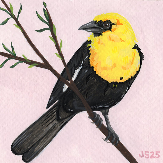 Yellow-headed Blackbird | Original Painting