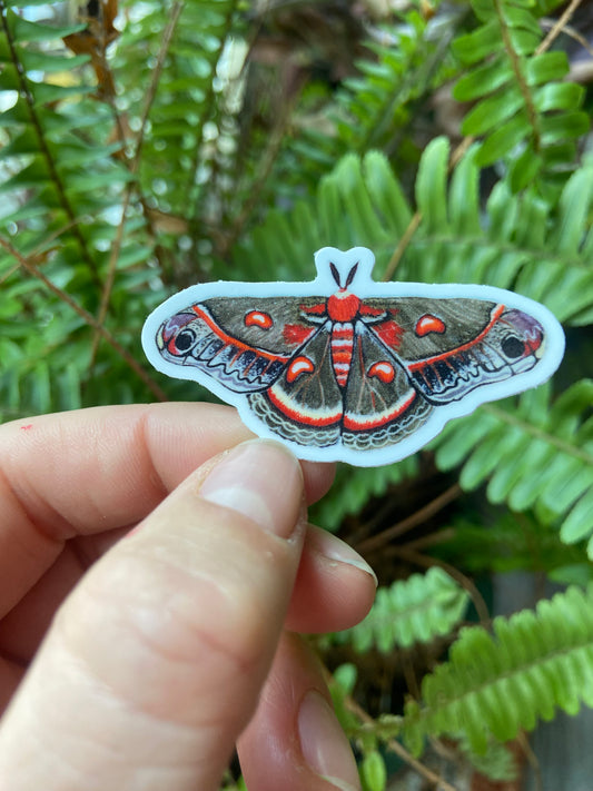 Crecopia moth sticker