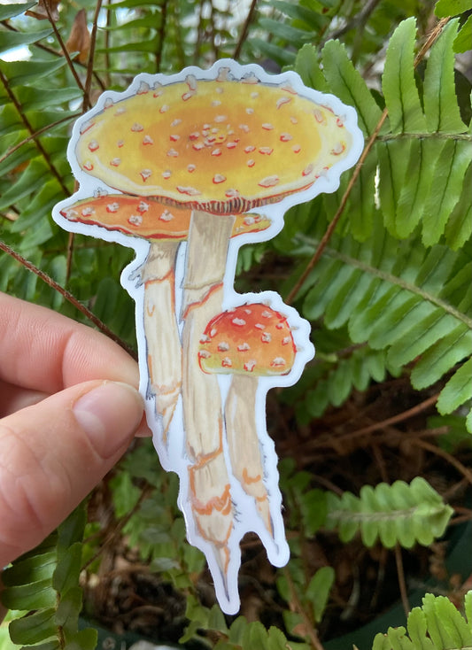 Fly agaric mushroom