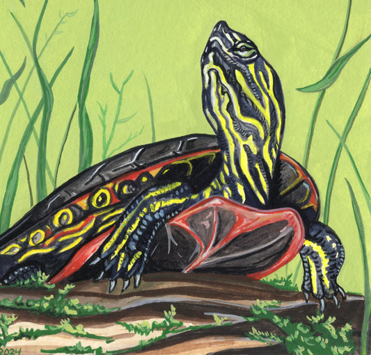 Painted Turtle print