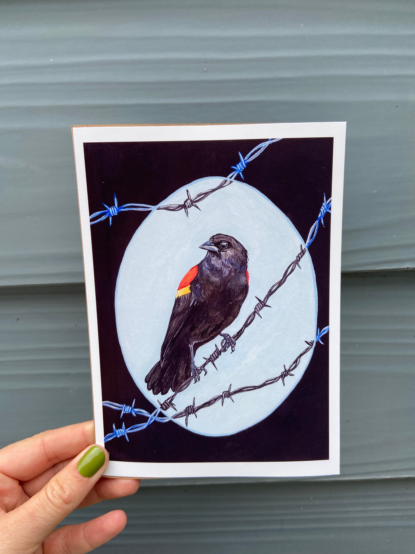 Red-Winged Blackbird | Prints