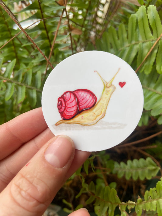 Lover snail