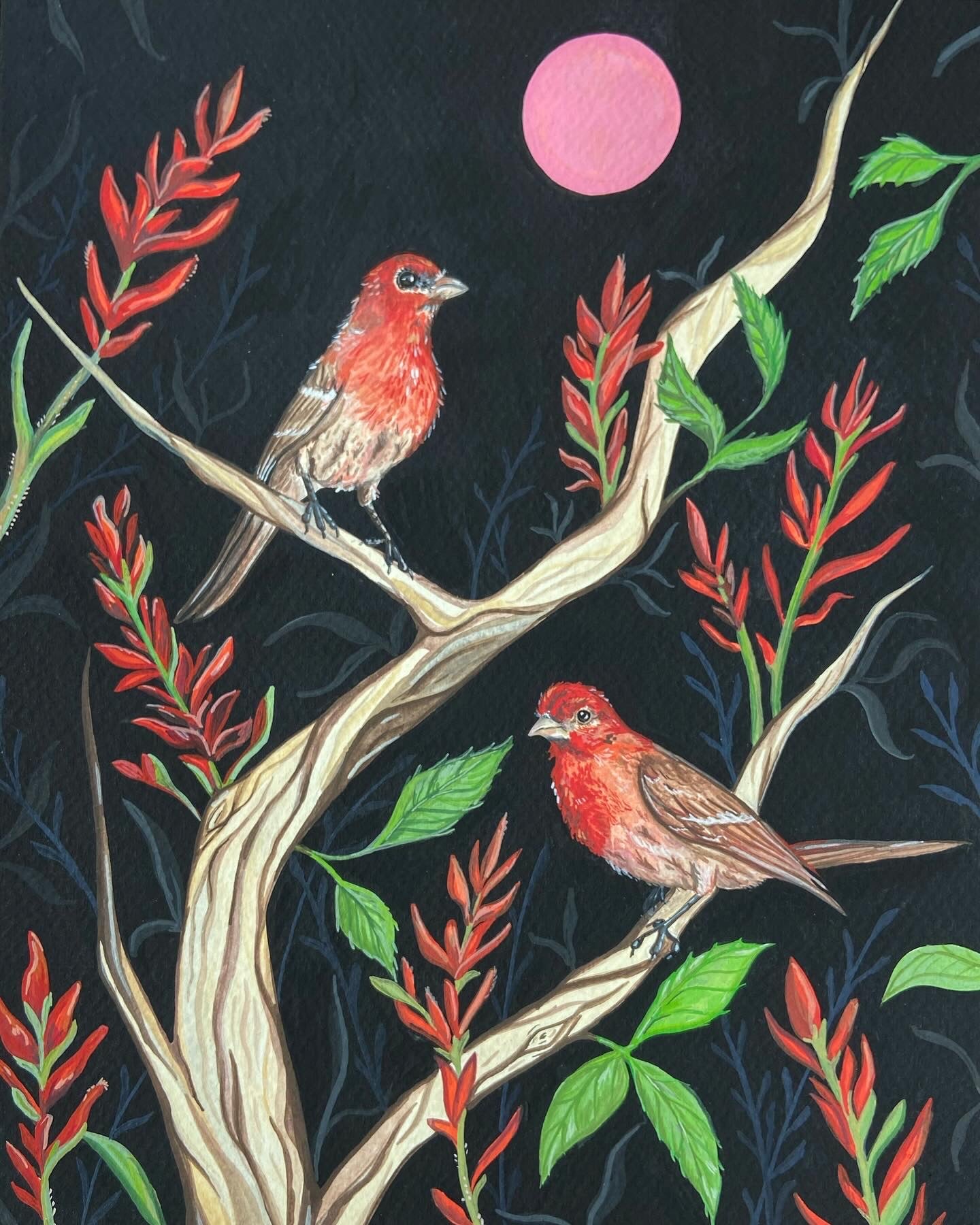 House finch prints