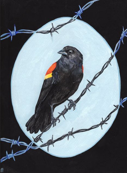 Red-Winged Blackbird | Prints