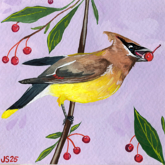 Cedar Waxwing | Original Painting