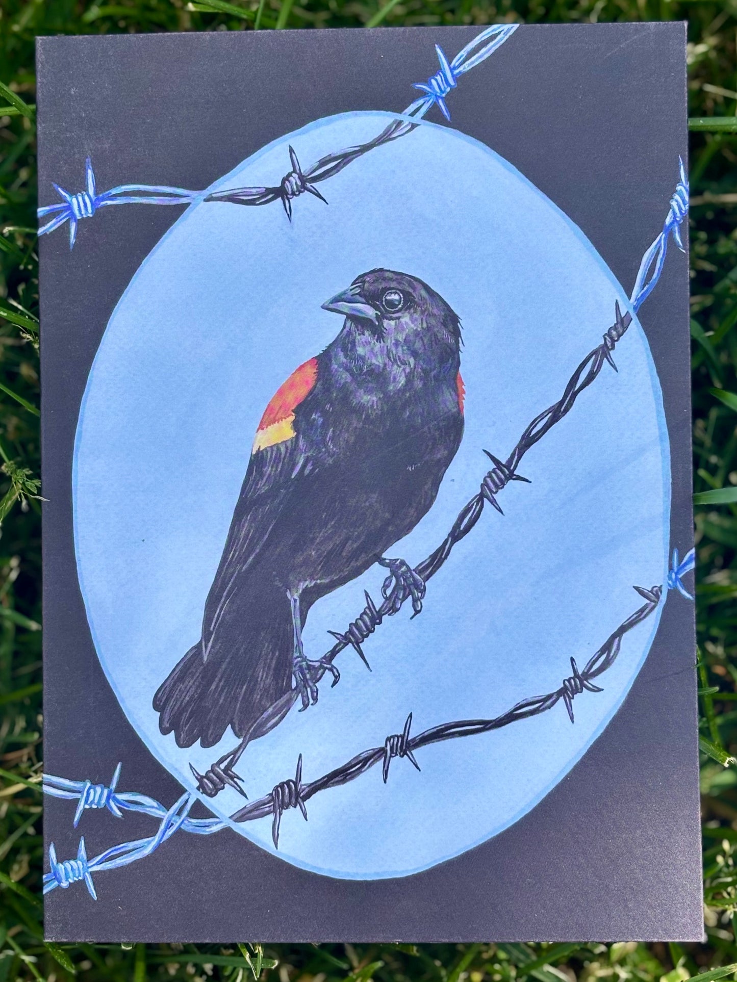 Red-Winged Blackbird Card