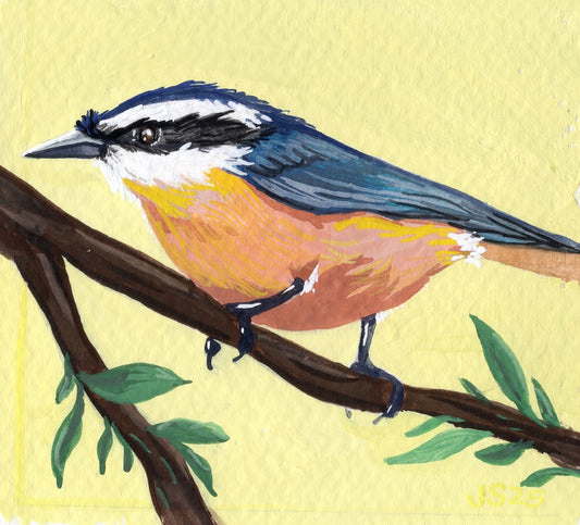 Nuthatch | Original Paintingh