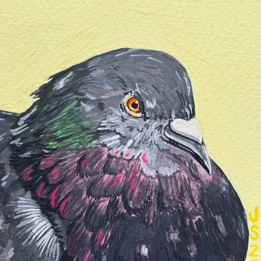 Pigeon | Original Painting