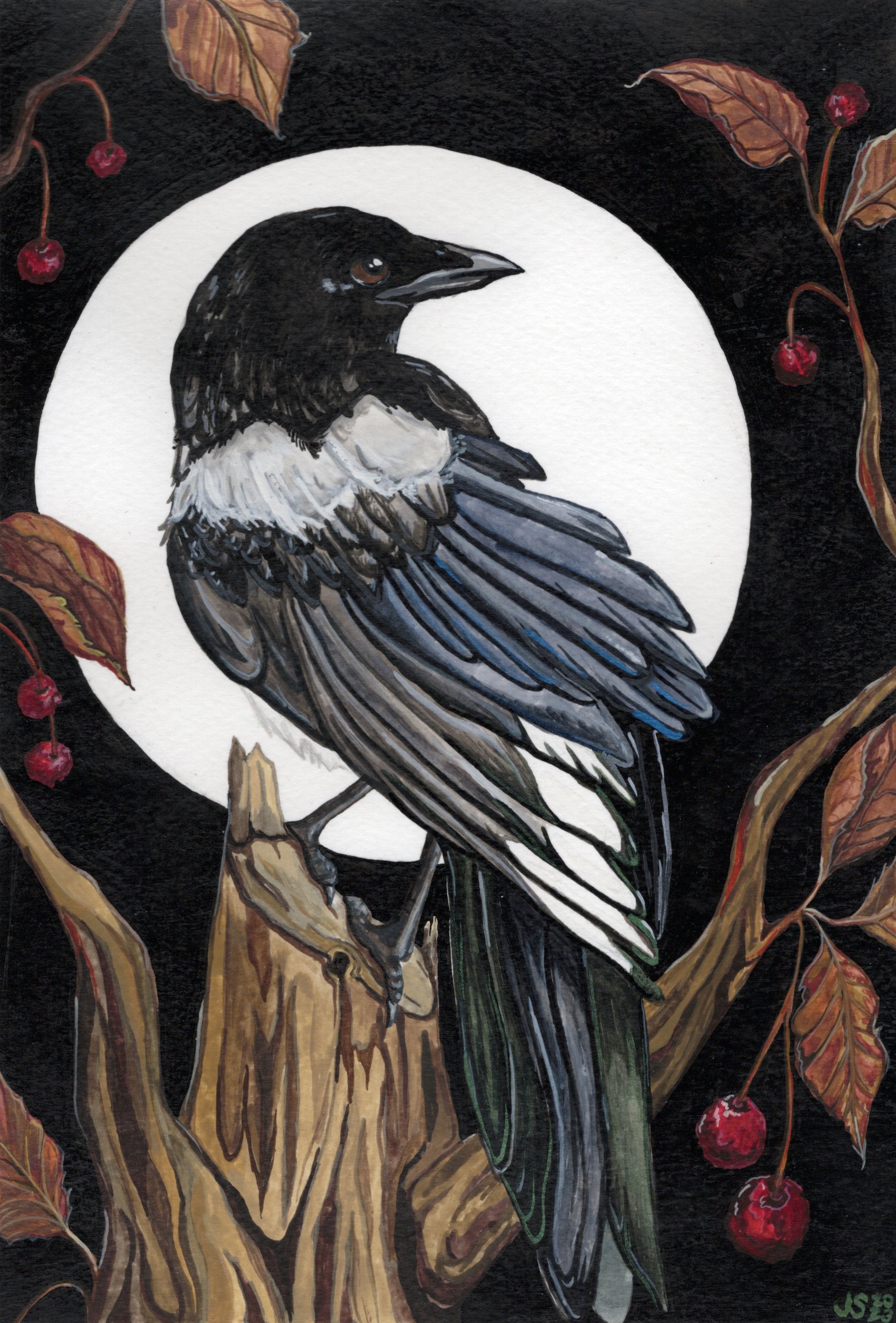 Magpie Poster Magpie | Prints – Waxwing Designs