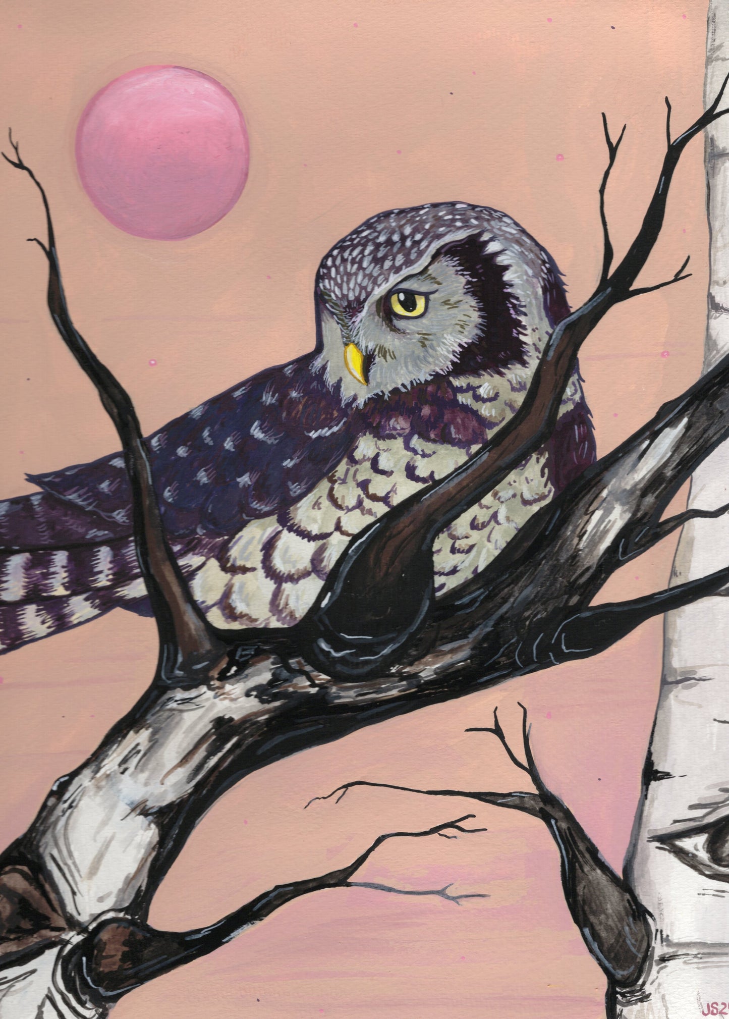 Northern Hawk Owl | Original painting