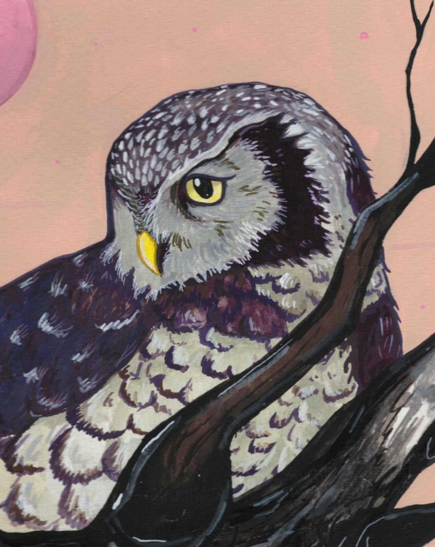 Northern Hawk Owl | Original painting