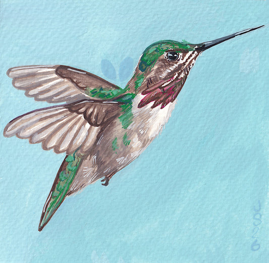 Calliope Hummingbird | Original Painting