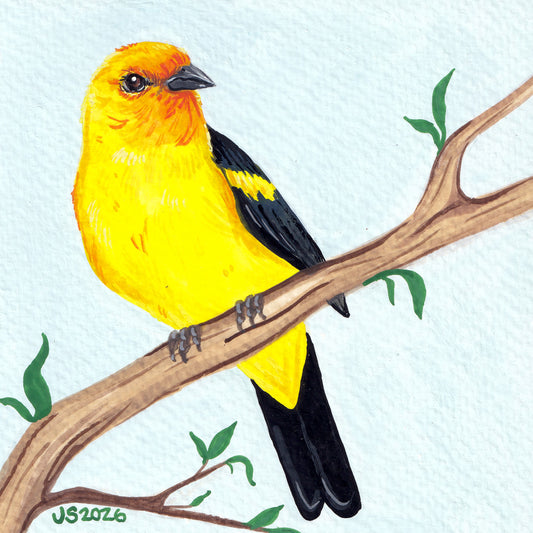 Western Tanager | Original Painting