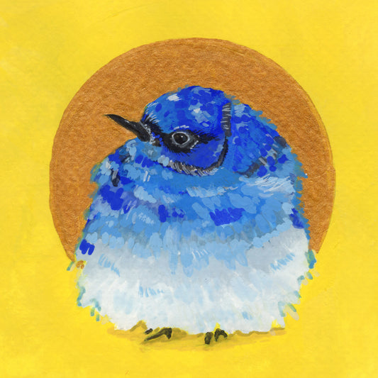 Mountain Bluebird | prints