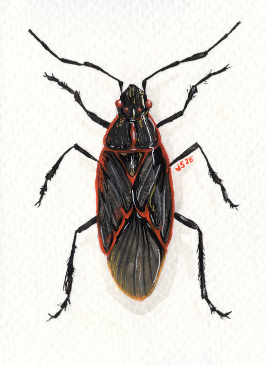 Box Elder | Original Painting