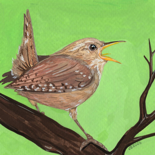 Carolina Wren | Original Painting