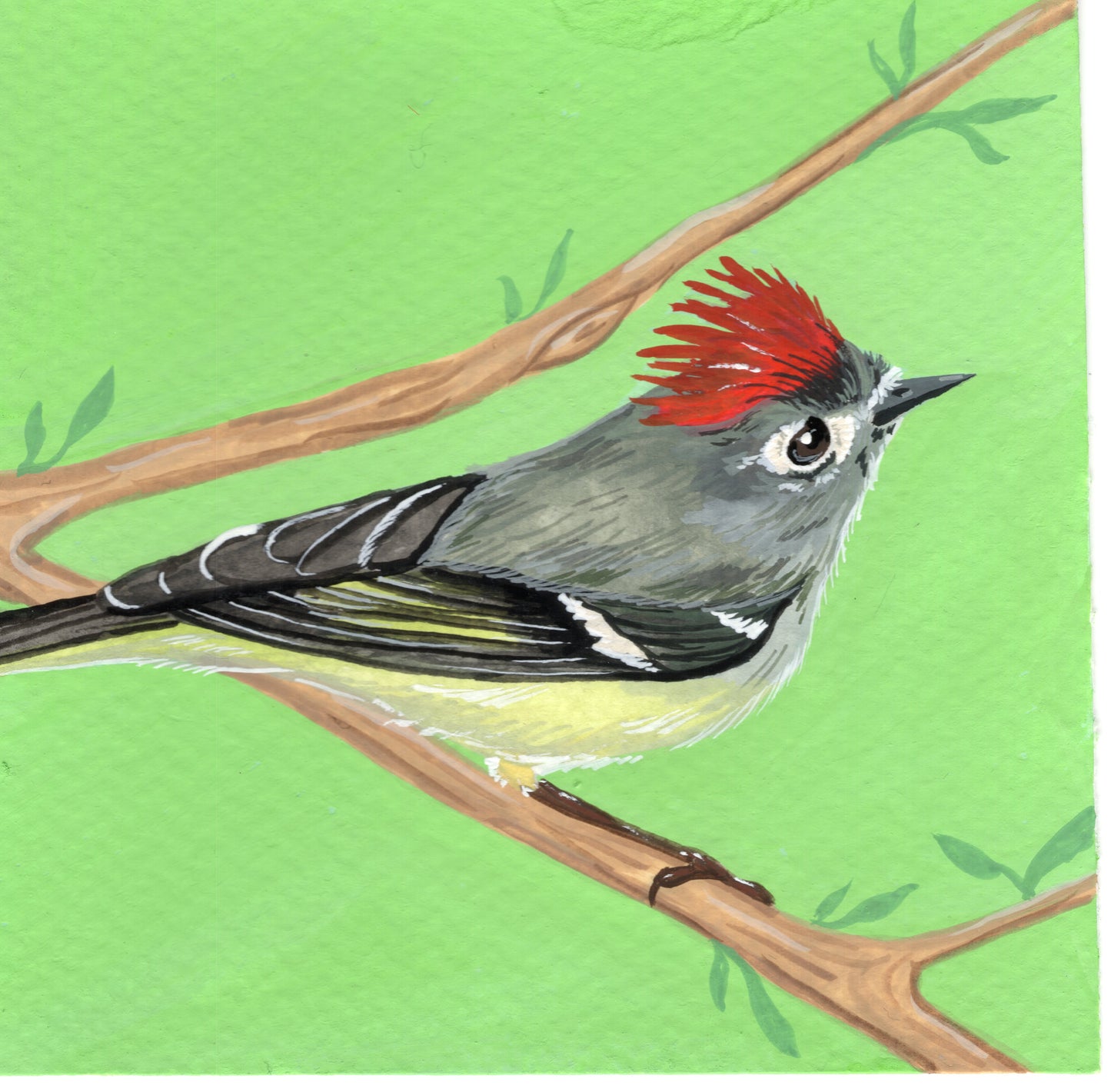Ruby Crowned Kinglet | Original Painting