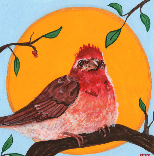House Finch | Original Painting