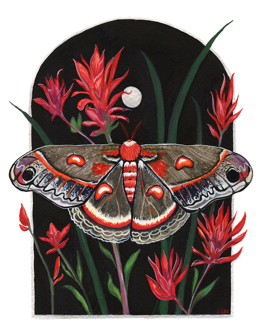 Crecopia Moth | Original Painting