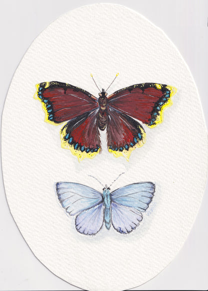 Mourning Cloak | Original painting