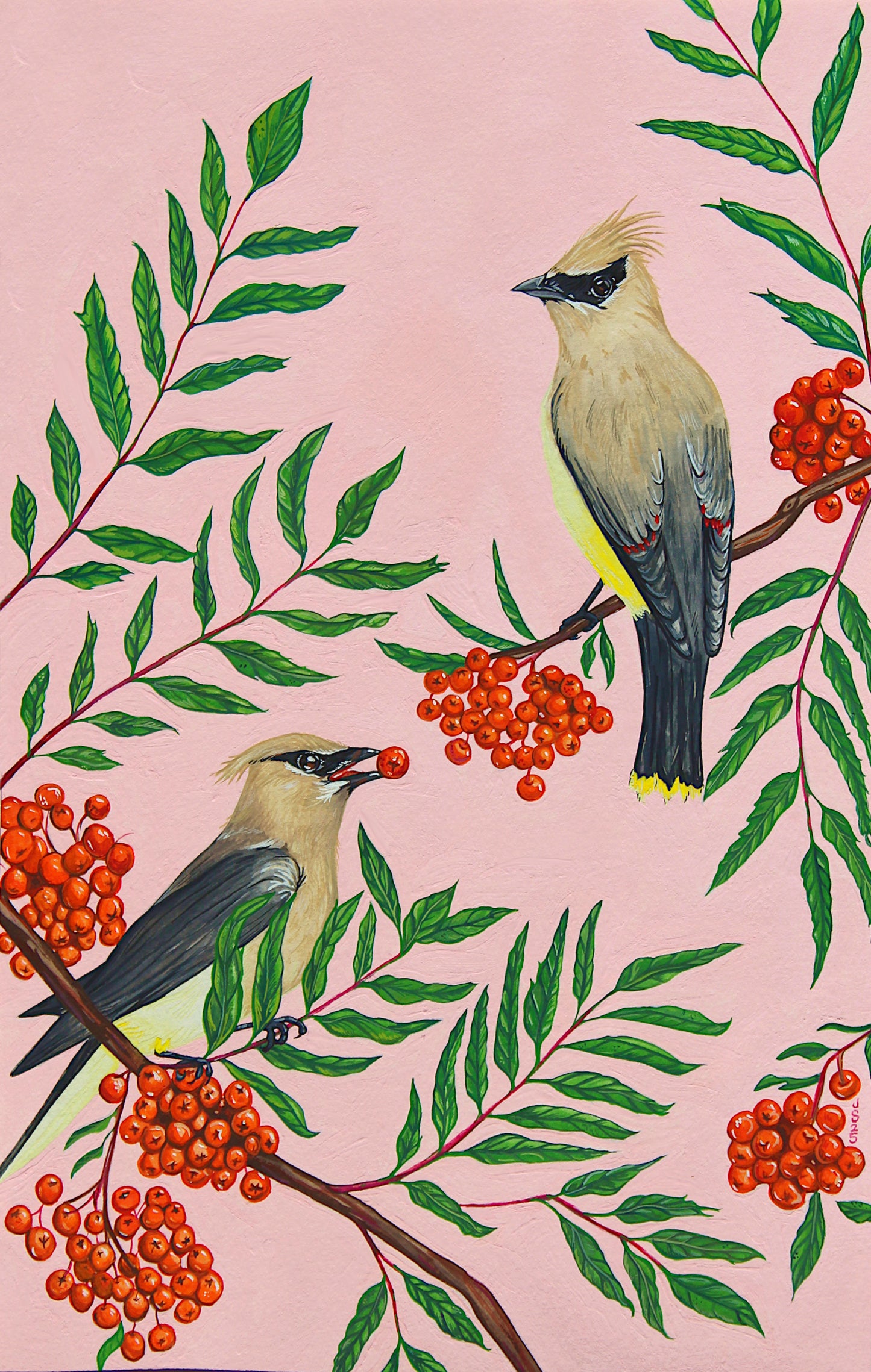 Cedar Waxwings Card